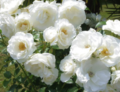 Роза «Белая Кокарда (White Cocarde)»